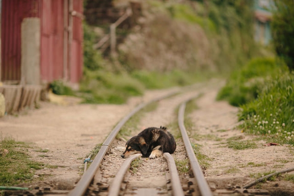 A sleepy dog is caught lying on train tracks in India on May 27, 2015. (alcan_/Flickr) 