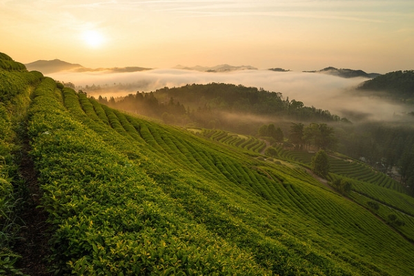 A beautiful view is seen from the Boseong, South Korea green tea fields on June 6, 2015. (Quan H. Kim/Flickr) 
