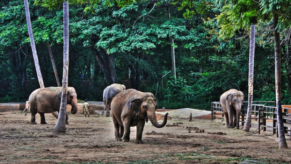 A group of elephants walk around at the zoo in Mysore, India on December 21, 2015. (Yair Aronshtam/Flickr)