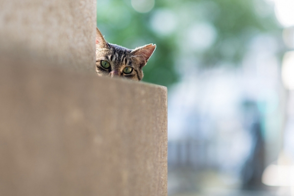  A cat peeks out from behind some stone steps in Tokyo on July 8, 2012. (pouchin/Flickr)