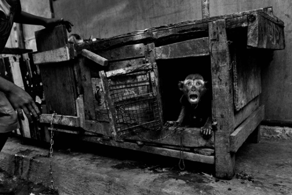 A performing monkey in Jakarta. (Ed Wray)