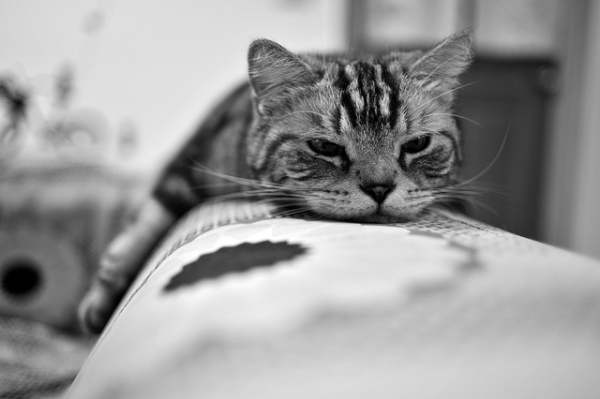 A photographer captured his cat in a quiet moment in Taipei, Taiwan on June 3, 2012. (今 ゆっくりと 歩いていこう/Flickr)