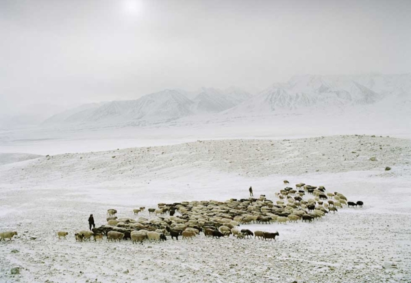 A sheep herd leaving camp early in the morning in the remote Pamir plateau, in northeastern Afghanistan. Shepherds often carry guns, as wolf attacks on livestock are not uncommon. (Matthieu Paley)