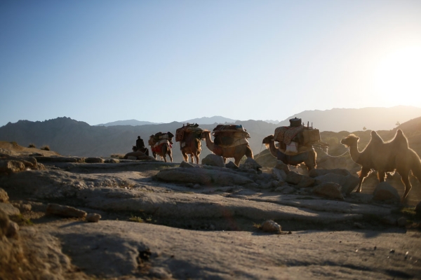 A herdsman leads his string of cattle across the Gobi Desert. (Xiaolu Chu/Getty Images)