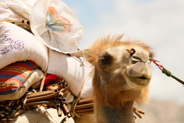 A camel loaded with the possessions of its nomadic owners looks off into the distance. (Xiaolu Chu/Getty Images)