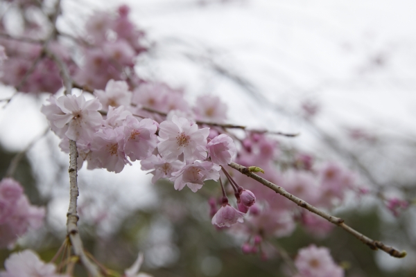 210322_cherry blossoms_002