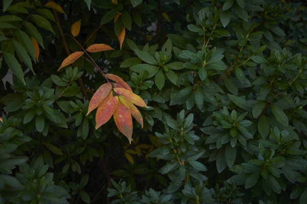 Autumn leaves in the I-House garden