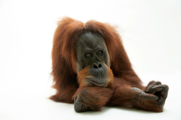 Sumatran orangutan, Pongo abelii, at the Gladys Porter Zoo in Brownsville, TX. (Joel Sartore Photography)