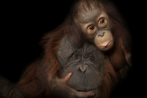 An endangered baby Bornean orangutan (Pongo pygmaeus) named Aurora, with her adoptive mother, Cheyenne, a Bornean/Sumatran cross (Pongo pygmaeus x abelii) at the Houston Zoo. (Joel Sartore Photography)