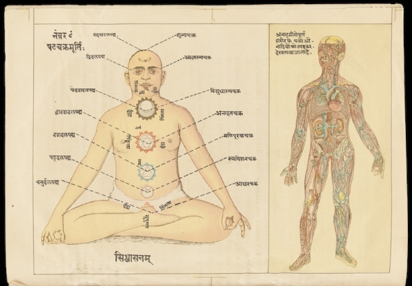 Anatomical body, 1700–1800. India; Gujarat state. Ink and color on paper. (Courtesy of the Wellcome Library, London, Asian Collections, MS Indic Delta 74)
