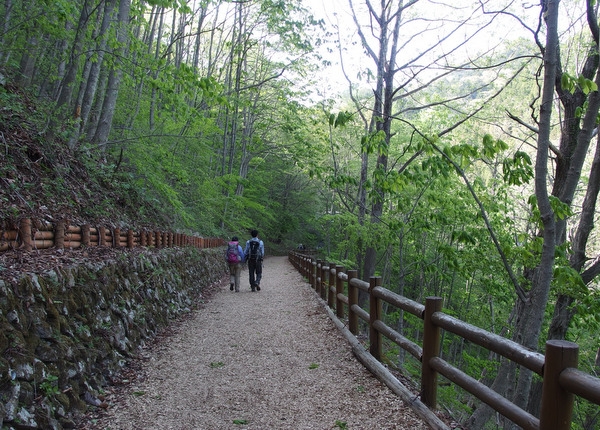 Tomin-no-mori forest therapy trail, Japan. (Flickr/Guilhem Vellut) 