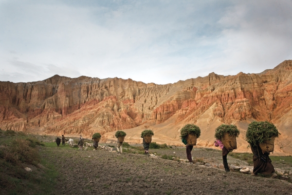 Dhakmar villagers return to the town after a day of working in the fields. (Taylor Weidman)