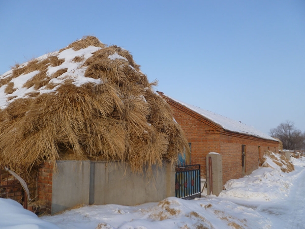 Dried rice straw that will be used to fuel this home’s kang (heated brick bed) through the winter. (Michael Meyer)