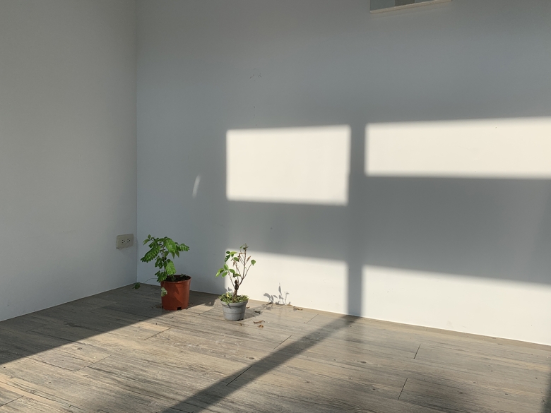 Two potted plants rest on the floor in the corner of an otherwise bare room. Sunlight streaming through windows falls across the floor and one of the walls.