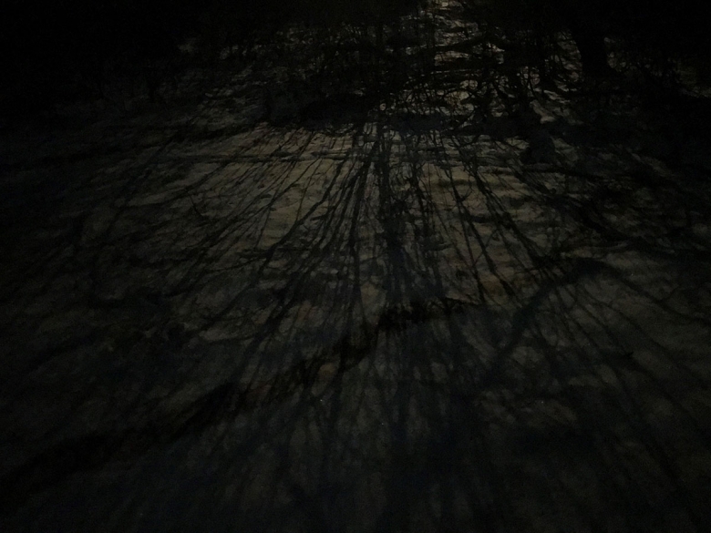 A shadow of a tree appears against the beach in a nightime photograph.