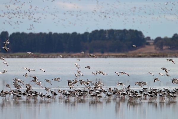A flock of banded stilts and red-necked avocets start to take flight in Lake Burrumbeet, Australia on January 20, 2016. (Ed Dunens/Flickr)
